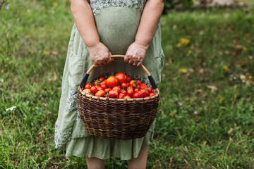 Female hands hold a large basket of freshly picked tomatoes