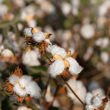 Ripened new crop of quality cotton