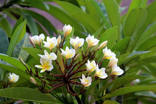 planta flor jasmim manga - plumeria rubra