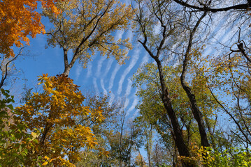 Autumn in Illinois Canyon.