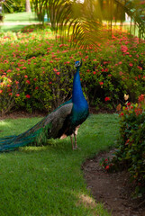 Peacock 
