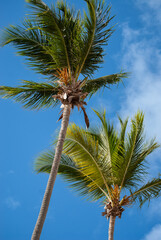 Palm Tree