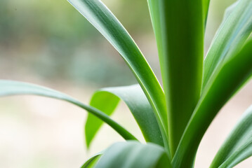 Yucca, green leaves close-up. Yucca leaves on a blurred background. Decorative plants at home.