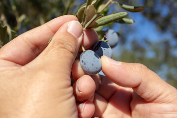 Close up of a man's hand. Harvesting black olives from a branch.