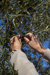 Close-up of a man's hands harvesting black olives from a branch.