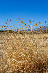 Close-up golden dry grass. Background. Selective focus.