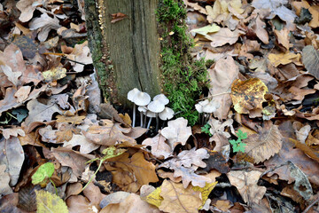 poisonous mushrooms in the autumn forest, close-up