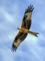 Red Kite in flight