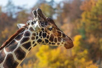 Giraffe head portrait in profile. In the background is a meadow with nice bokeh.