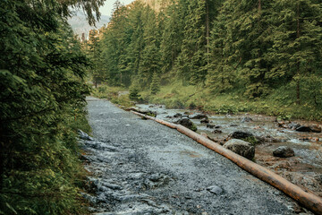 Górski potok w Tatrach, w środku lasu