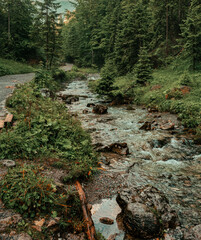 Górski potok w Tatrach, w środku lasu
