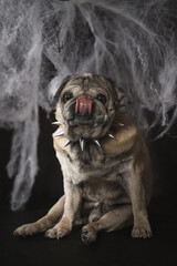 cute doggie in the image of Halloween sitting and licking his lips