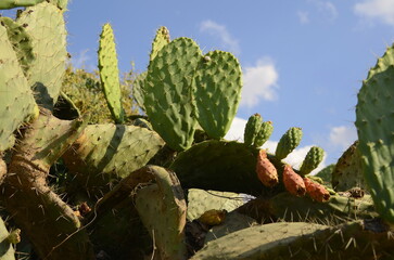 Prickly pear cactus close up with fruit in red color, cactus spines. Indian fig, cactus pear (Opuntia ficus-indica, Opuntia ficus-barbarica) can be a pest in some parts of Israel