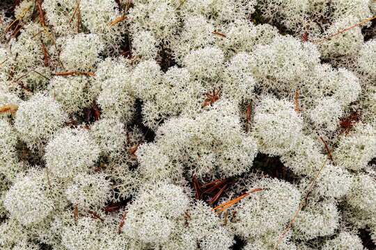 White star-tipped cup lichen (Cladonia stellaris) close up background