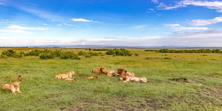 Lions Eating In The Grassland Savanah