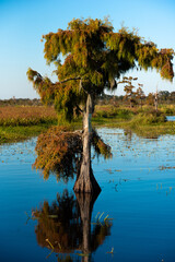 cypress tree on bayou