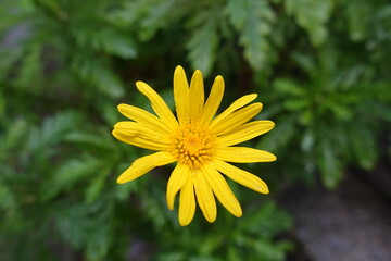 Obraz premium yellow flower in the garden