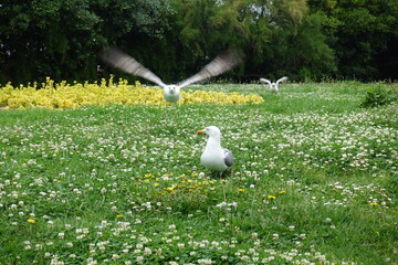 white goose in the grass © Topillo