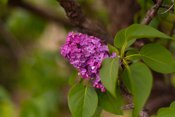 Close-up view of beautiful blooming lilac branch, selective focus