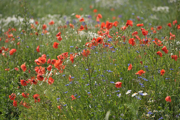 Wild flowers grow in the field.