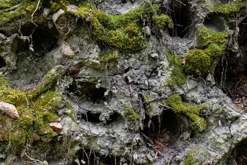 Dark mud, roots and green moss background