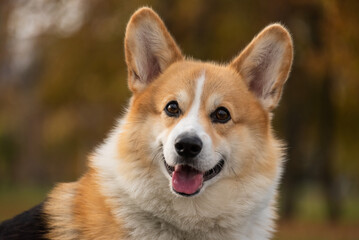 happy smiling corgi face outdoors in autumn