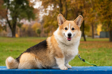 happy smiling corgi face outdoors in autumn