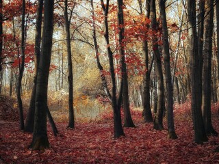 Morning in the late autumn forest. Yellow and orange colors in a fairy woods. Sunlight and beautiful leaves on the trees.