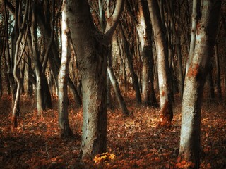 Leafless trees in late autumn in a sunny forest. Branches and trunks of trees in the sunlight. Fallen leaves in the woods.