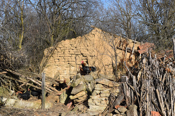 Rooster in the center of the farmyard. Chickens, trees wood sticks and brick house.