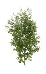 Tree (American Beech) transparent