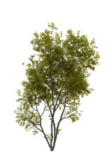 Tree (American Beech) transparent