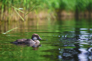 Waterfowl swims in the lake near the reeds in summer.