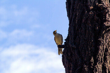 Australian Noisy Miner (Manorina melanocephala)