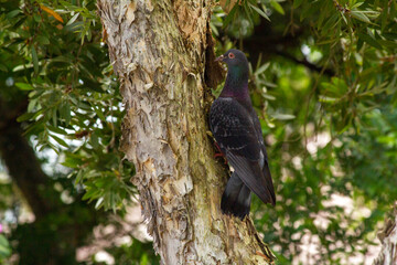 Domestic Pigeon (Columba livia domestica)