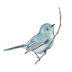 Watercolor blue bird on a branch isolated.