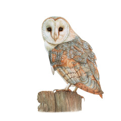 Watercolor barn owl sitting on the wood isolated.
