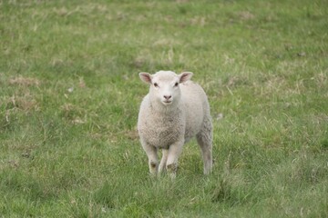 Naklejka na ściany i meble single sheep on a green meadow