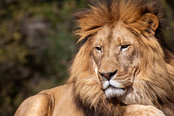 African Lion (Panthera Leo) - obrazy, fototapety, plakaty