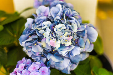 bush of hortensja flowers - blue beautiful nature