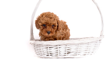 Portrait of a small toy poodle in a white basket on a white background for copy