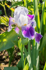 Flowering of a tall white-blue perennial bearded iris in a summer garden, vertically.