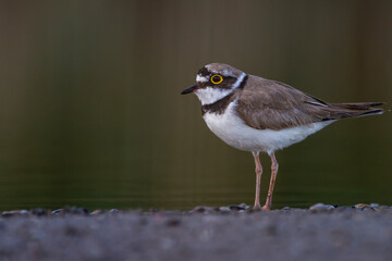 Photo of Little Ringed Plover taken against a dark and blurred background
