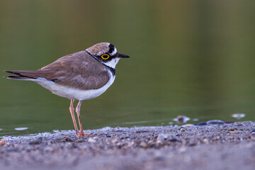 Photo of Little Ringed Plover taken against a dark and blurred background
