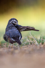 photo of charadrius dubius taken with blurred background

Type of bird: Little Ringed Plover/  Charadrius dubius