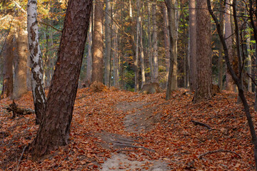 Las w Brzeźnicy jesienną porą