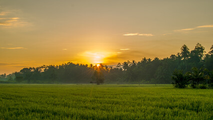 sunrise over the field