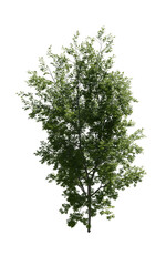 Obraz premium Tree (American Beech) transparent