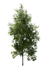 Tree (American Beech) transparent