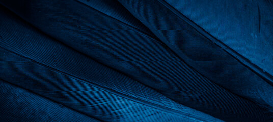 blue feather pigeon macro photo. texture or background © Krzysztof Bubel